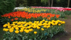 2014-04-17 Holland Tulips 62.jpg